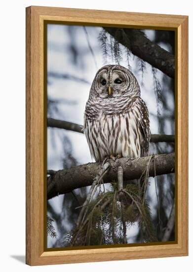 Barred owl on perch, United States of America, North America-Ashley Morgan-Framed Premier Image Canvas