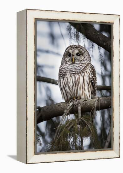 Barred owl on perch, United States of America, North America-Ashley Morgan-Framed Premier Image Canvas