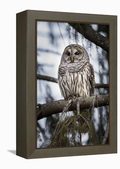 Barred owl on perch, United States of America, North America-Ashley Morgan-Framed Premier Image Canvas