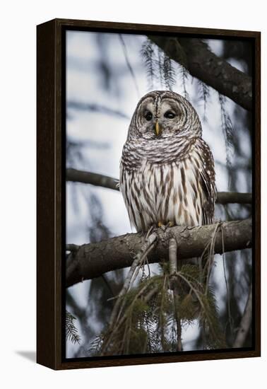 Barred owl on perch, United States of America, North America-Ashley Morgan-Framed Premier Image Canvas