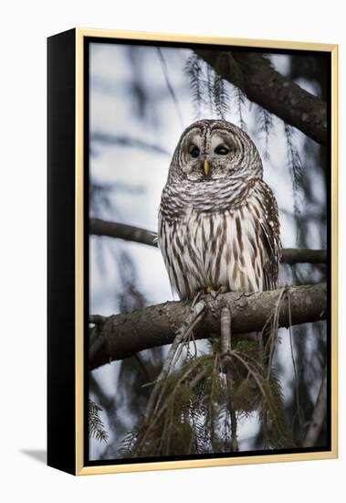 Barred owl on perch, United States of America, North America-Ashley Morgan-Framed Premier Image Canvas