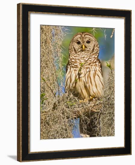 Barred Owl perched in cypress tree, Texas, USA-Larry Ditto-Framed Photographic Print