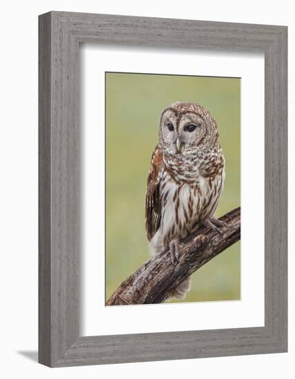 Barred owl, Strix varia, Florida-Adam Jones-Framed Photographic Print