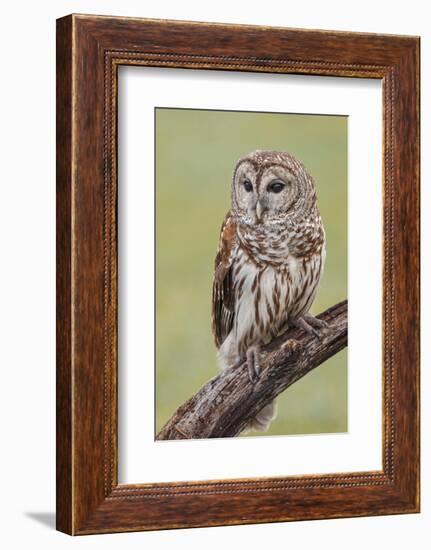 Barred owl, Strix varia, Florida-Adam Jones-Framed Photographic Print