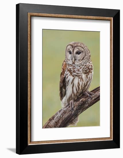Barred owl, Strix varia, Florida-Adam Jones-Framed Photographic Print