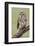 Barred owl, Strix varia, Florida-Adam Jones-Framed Photographic Print