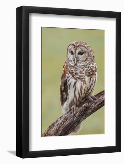 Barred owl, Strix varia, Florida-Adam Jones-Framed Photographic Print