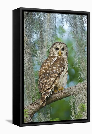 Barred Owl (Strix Varia) in Bald Cypress Forest on Caddo Lake, Texas, USA-Larry Ditto-Framed Premier Image Canvas