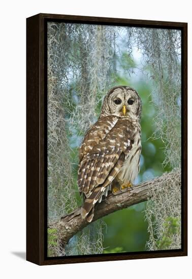 Barred Owl (Strix Varia) in Bald Cypress Forest on Caddo Lake, Texas, USA-Larry Ditto-Framed Premier Image Canvas