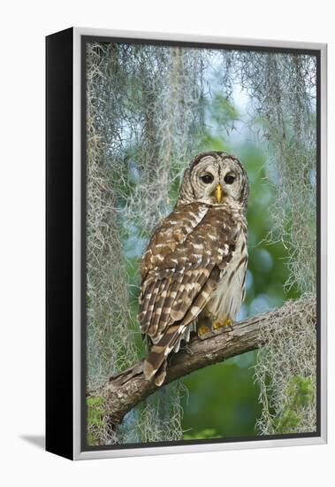 Barred Owl (Strix Varia) in Bald Cypress Forest on Caddo Lake, Texas, USA-Larry Ditto-Framed Premier Image Canvas