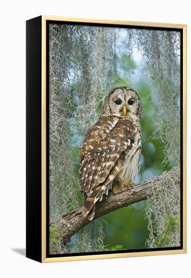 Barred Owl (Strix Varia) in Bald Cypress Forest on Caddo Lake, Texas, USA-Larry Ditto-Framed Premier Image Canvas