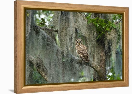 Barred Owl (Strix Varia) in Bald Cypress Forest on Caddo Lake, Texas, USA-Larry Ditto-Framed Premier Image Canvas