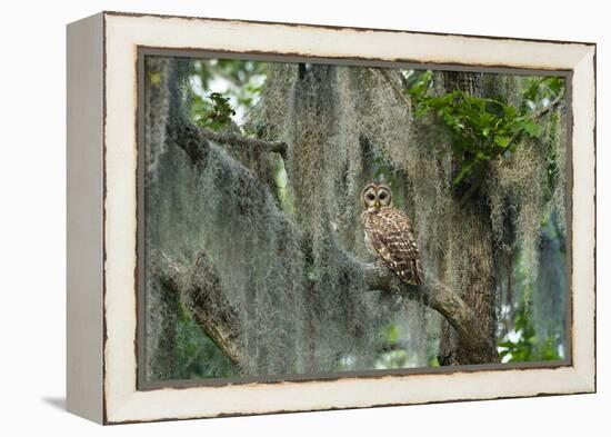 Barred Owl (Strix Varia) in Bald Cypress Forest on Caddo Lake, Texas, USA-Larry Ditto-Framed Premier Image Canvas