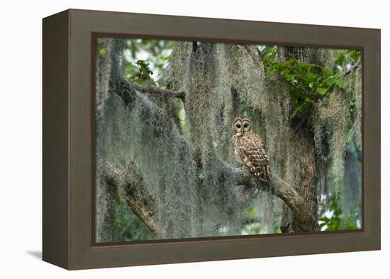 Barred Owl (Strix Varia) in Bald Cypress Forest on Caddo Lake, Texas, USA-Larry Ditto-Framed Premier Image Canvas