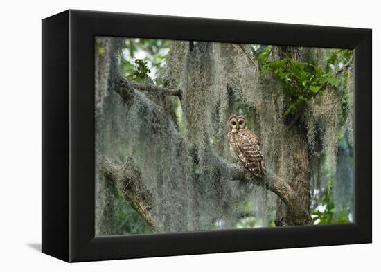 Barred Owl (Strix Varia) in Bald Cypress Forest on Caddo Lake, Texas, USA-Larry Ditto-Framed Premier Image Canvas