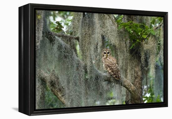 Barred Owl (Strix Varia) in Bald Cypress Forest on Caddo Lake, Texas, USA-Larry Ditto-Framed Premier Image Canvas