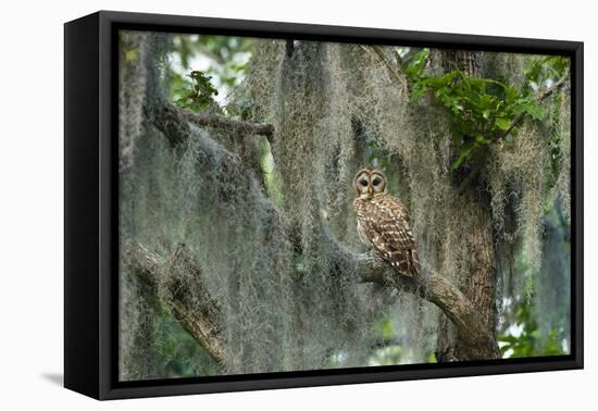 Barred Owl (Strix Varia) in Bald Cypress Forest on Caddo Lake, Texas, USA-Larry Ditto-Framed Premier Image Canvas