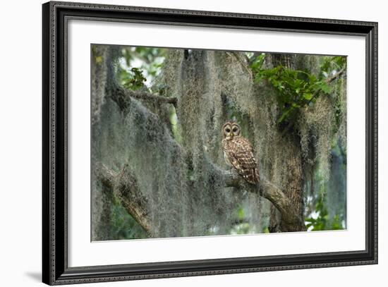 Barred Owl (Strix Varia) in Bald Cypress Forest on Caddo Lake, Texas, USA-Larry Ditto-Framed Photographic Print