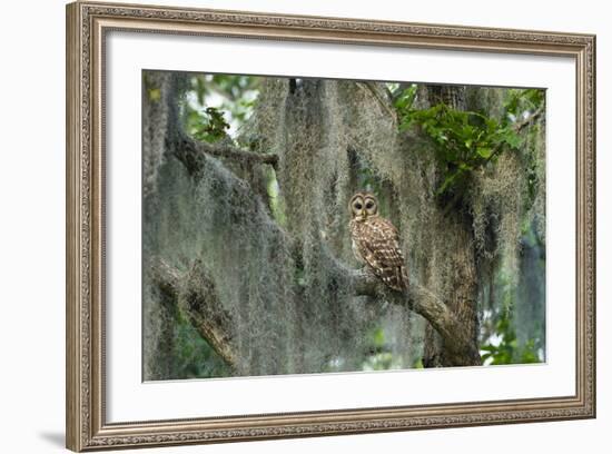 Barred Owl (Strix Varia) in Bald Cypress Forest on Caddo Lake, Texas, USA-Larry Ditto-Framed Photographic Print