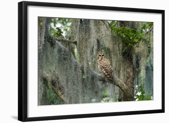 Barred Owl (Strix Varia) in Bald Cypress Forest on Caddo Lake, Texas, USA-Larry Ditto-Framed Photographic Print