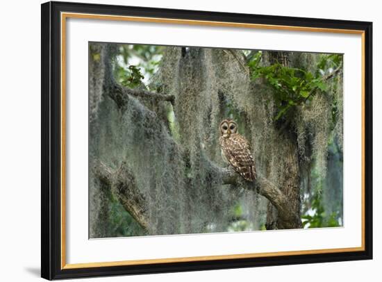 Barred Owl (Strix Varia) in Bald Cypress Forest on Caddo Lake, Texas, USA-Larry Ditto-Framed Photographic Print