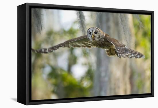 Barred Owl (Strix Varia) in Bald Cypress Forest on Caddo Lake, Texas, USA-Larry Ditto-Framed Premier Image Canvas