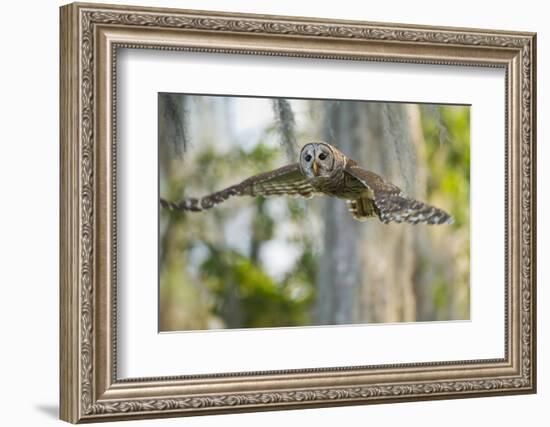 Barred Owl (Strix Varia) in Bald Cypress Forest on Caddo Lake, Texas, USA-Larry Ditto-Framed Photographic Print