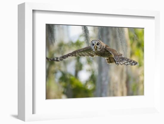 Barred Owl (Strix Varia) in Bald Cypress Forest on Caddo Lake, Texas, USA-Larry Ditto-Framed Photographic Print