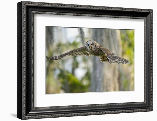 Barred Owl (Strix Varia) in Bald Cypress Forest on Caddo Lake, Texas, USA-Larry Ditto-Framed Photographic Print