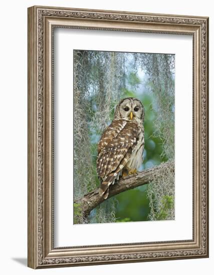 Barred Owl (Strix Varia) in Bald Cypress Forest on Caddo Lake, Texas, USA-Larry Ditto-Framed Photographic Print