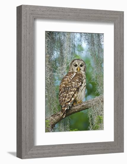 Barred Owl (Strix Varia) in Bald Cypress Forest on Caddo Lake, Texas, USA-Larry Ditto-Framed Photographic Print