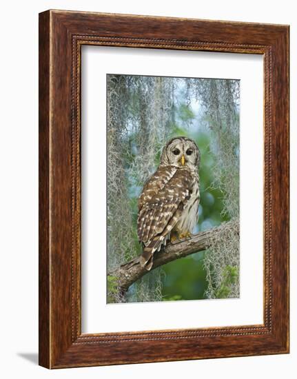 Barred Owl (Strix Varia) in Bald Cypress Forest on Caddo Lake, Texas, USA-Larry Ditto-Framed Photographic Print