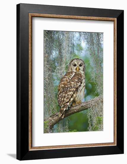 Barred Owl (Strix Varia) in Bald Cypress Forest on Caddo Lake, Texas, USA-Larry Ditto-Framed Photographic Print