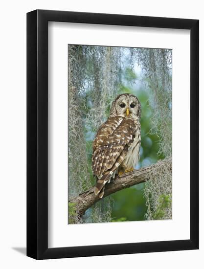 Barred Owl (Strix Varia) in Bald Cypress Forest on Caddo Lake, Texas, USA-Larry Ditto-Framed Photographic Print