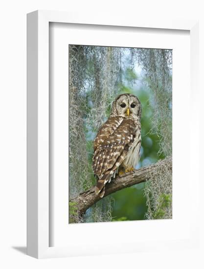 Barred Owl (Strix Varia) in Bald Cypress Forest on Caddo Lake, Texas, USA-Larry Ditto-Framed Photographic Print