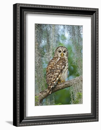 Barred Owl (Strix Varia) in Bald Cypress Forest on Caddo Lake, Texas, USA-Larry Ditto-Framed Photographic Print