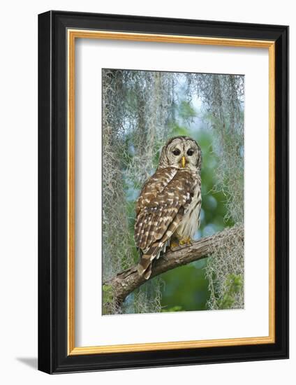 Barred Owl (Strix Varia) in Bald Cypress Forest on Caddo Lake, Texas, USA-Larry Ditto-Framed Photographic Print