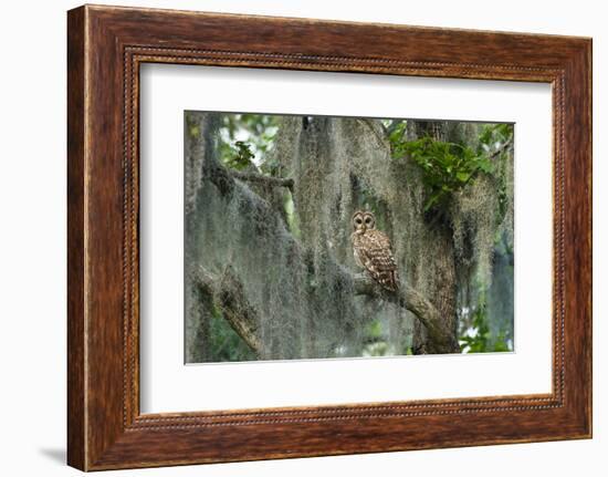 Barred Owl (Strix Varia) in Bald Cypress Forest on Caddo Lake, Texas, USA-Larry Ditto-Framed Photographic Print