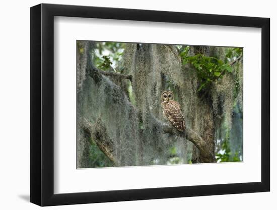 Barred Owl (Strix Varia) in Bald Cypress Forest on Caddo Lake, Texas, USA-Larry Ditto-Framed Photographic Print