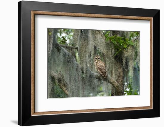 Barred Owl (Strix Varia) in Bald Cypress Forest on Caddo Lake, Texas, USA-Larry Ditto-Framed Photographic Print