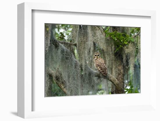 Barred Owl (Strix Varia) in Bald Cypress Forest on Caddo Lake, Texas, USA-Larry Ditto-Framed Photographic Print