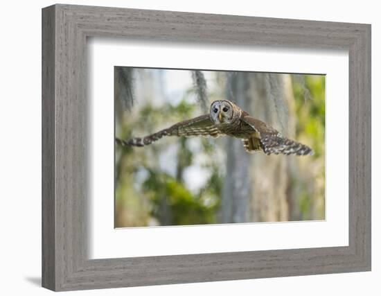 Barred Owl (Strix varia) in bald cypress forest on Caddo Lake, Texas-Larry Ditto-Framed Photographic Print