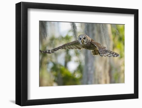 Barred Owl (Strix varia) in bald cypress forest on Caddo Lake, Texas-Larry Ditto-Framed Photographic Print