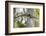 Barred Owl (Strix varia) in bald cypress forest on Caddo Lake, Texas-Larry Ditto-Framed Photographic Print