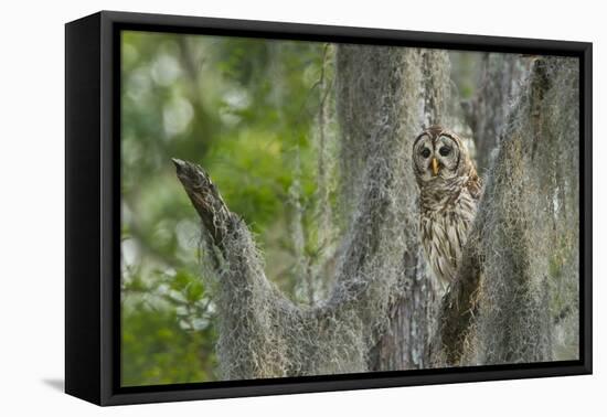Barred Owl (Strix varia) in bald cypress forest on Caddo Lake, Texas-Larry Ditto-Framed Premier Image Canvas