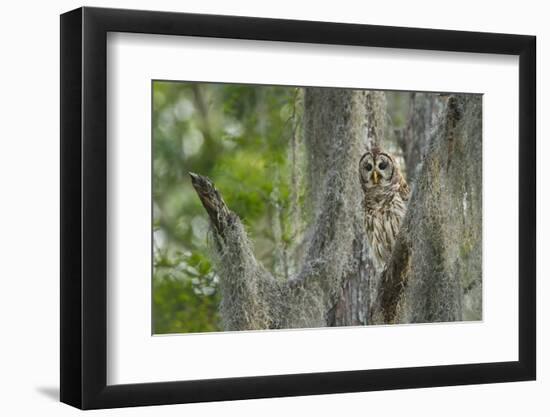 Barred Owl (Strix varia) in bald cypress forest on Caddo Lake, Texas-Larry Ditto-Framed Photographic Print