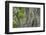 Barred Owl (Strix varia) in bald cypress forest on Caddo Lake, Texas-Larry Ditto-Framed Photographic Print