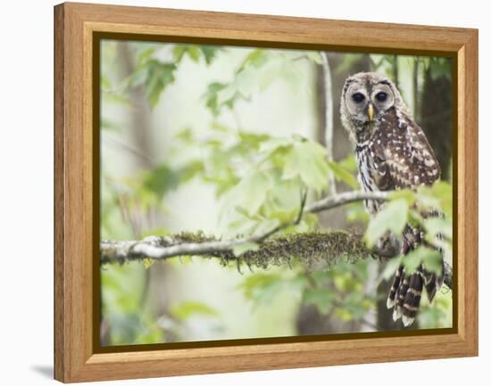 Barred Owl, Vacharie, Louisiana, USA-Rob Tilley-Framed Premier Image Canvas