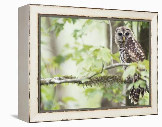 Barred Owl, Vacharie, Louisiana, USA-Rob Tilley-Framed Premier Image Canvas