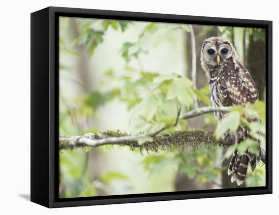 Barred Owl, Vacharie, Louisiana, USA-Rob Tilley-Framed Premier Image Canvas